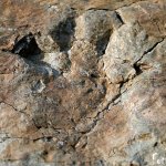 Impronta Ticinosuchus ferox - Foto E. Collo